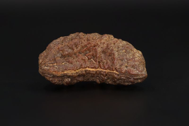 Natural 1 Mukhi Rudraksha - 4.79 Gms Weight - Origin - India