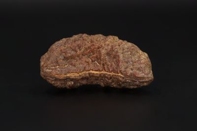 Natural 1 Mukhi Rudraksha - 4.79 Gms Weight - Origin - India