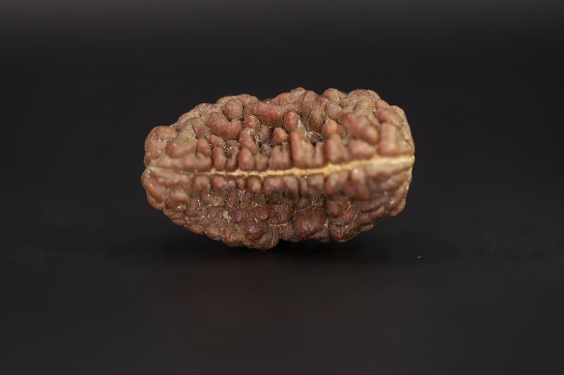 01 Mukhi Rudraksha - 6.07 Gms Weight - Origin - India