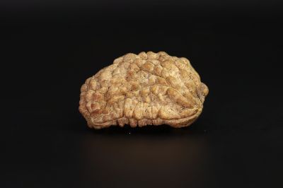 01 Mukhi Rudraksha - 5.41 Gms Weight - Origin - India