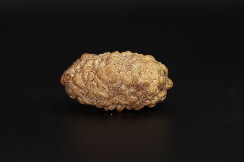 01 Mukhi Rudraksha - 5.41 Gms Weight - Origin - India