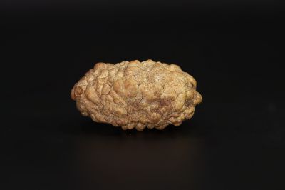 01 Mukhi Rudraksha - 5.41 Gms Weight - Origin - India