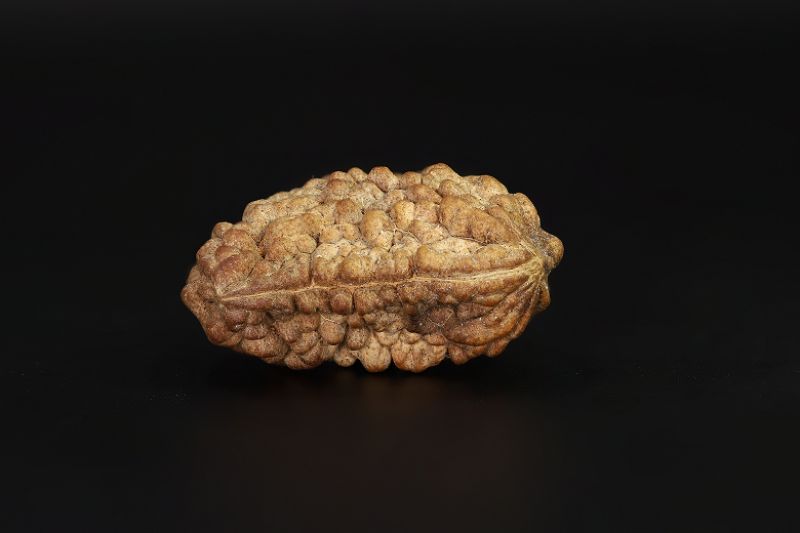 01 Mukhi Rudraksha - 5.41 Gms Weight - Origin - India