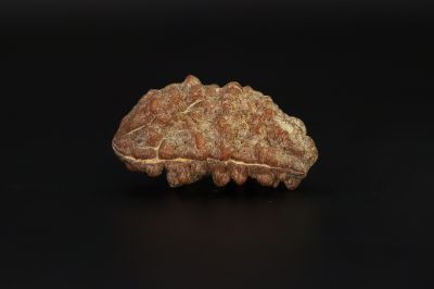 01 Mukhi Rudraksha - 5.56 Gms Weight - Origin - India
