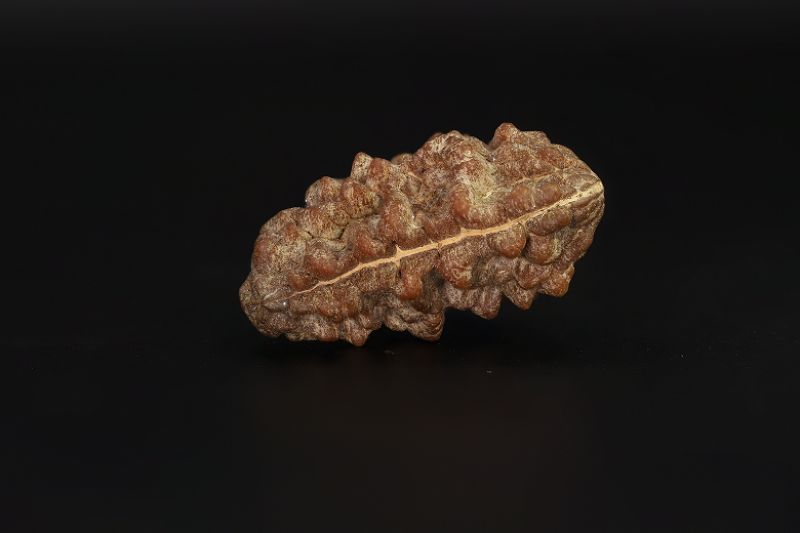 01 Mukhi Rudraksha - 5.56 Gms Weight - Origin - India