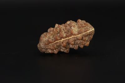 01 Mukhi Rudraksha - 5.56 Gms Weight - Origin - India
