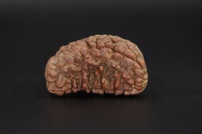 01 Mukhi Rudraksha - 4.42 Gms Weight - Origin - India