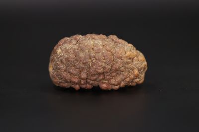01 Mukhi Rudraksha - 4.42 Gms Weight - Origin - India