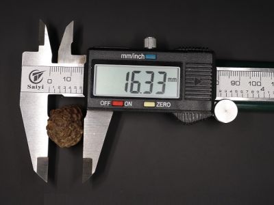 01 Mukhi Rudraksha - 4.42 Gms Weight - Origin - India