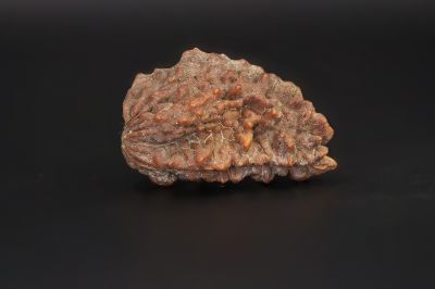 Brown Rudraksh 1 Mukhi - 5.15 Gms Weight - Origin - India