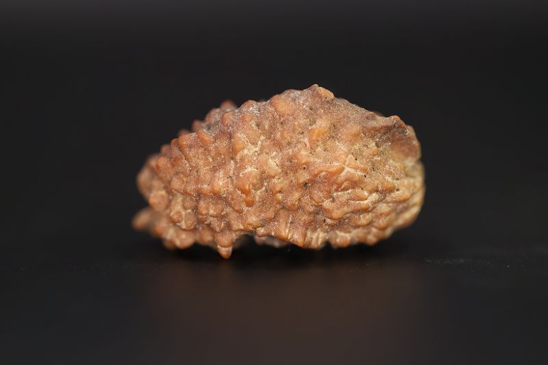 Brown Rudraksh 1 Mukhi - 5.15 Gms Weight - Origin - India