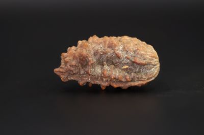 Brown Rudraksh 1 Mukhi - 5.15 Gms Weight - Origin - India