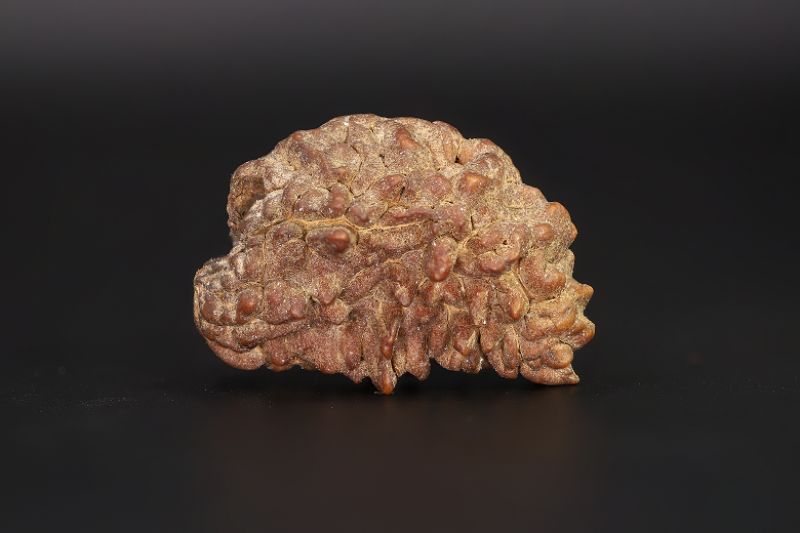 Brown Rudraksh 1 Mukhi - 6.20 Gms Weight - Origin - India