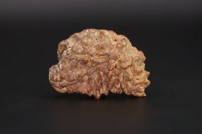 Brown Rudraksh 1 Mukhi - 6.20 Gms Weight - Origin - India