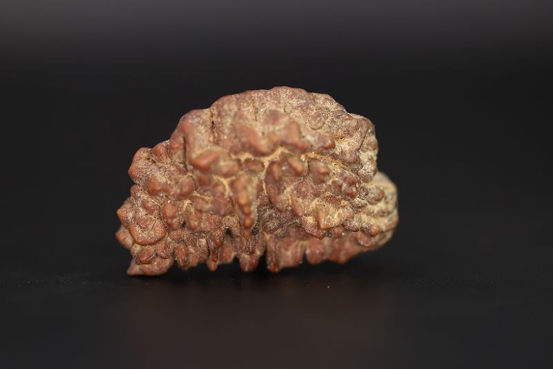 Brown Rudraksh 1 Mukhi - 6.20 Gms Weight - Origin - India