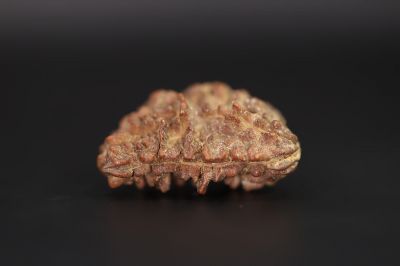 Brown Rudraksh 1 Mukhi - 6.20 Gms Weight - Origin - India