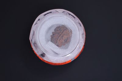 Natural 1 Mukhi Rudraksha - 01.881 Carat Weight - Origin - India