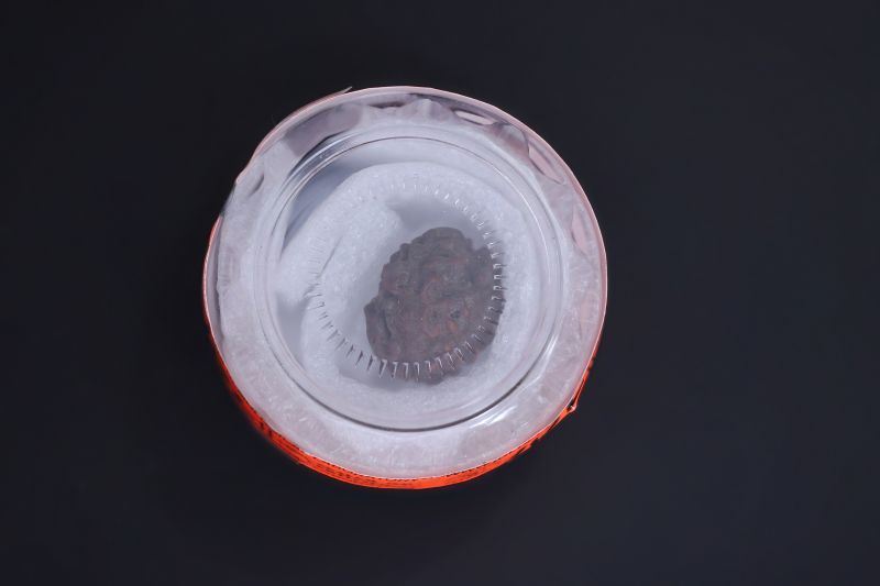 Natural 1 Mukhi Rudraksha - 01.678 Carat Weight - Origin - India