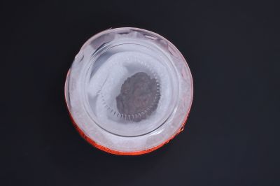 Natural 1 Mukhi Rudraksha - 01.678 Carat Weight - Origin - India
