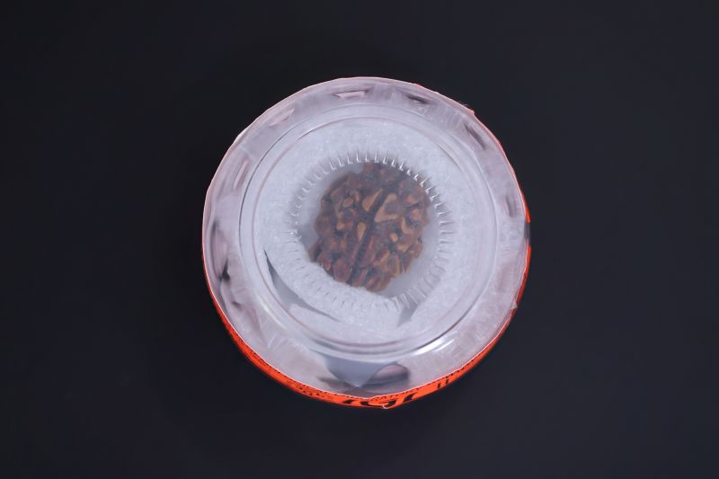 Natural 1 Mukhi Rudraksha - 02.018 Carat Weight - Origin - India