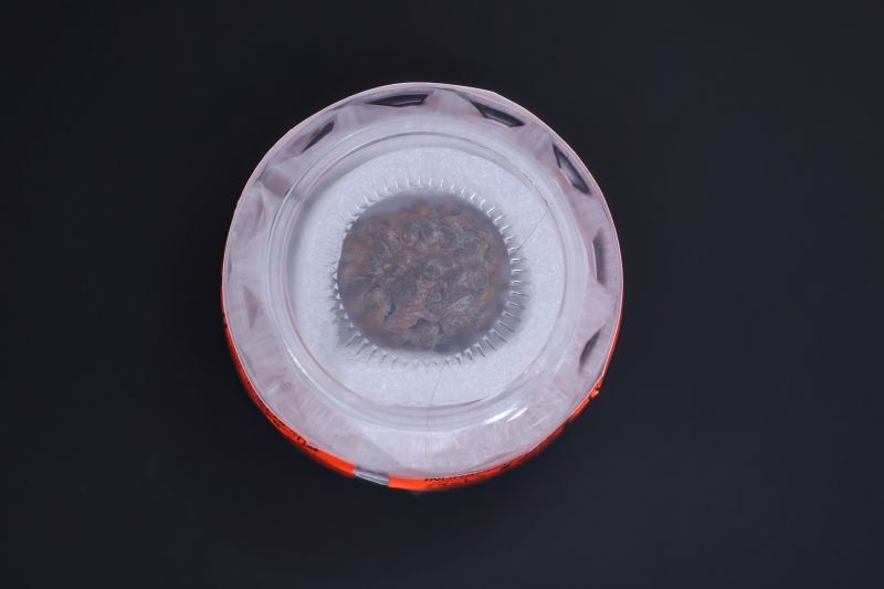 Natural 1 Mukhi Rudraksha - 01.930 Carat Weight - Origin - India