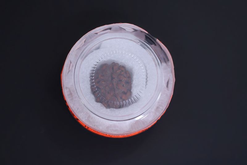 Natural 1 Mukhi Rudraksha - 02.260 Carat Weight - Origin - India