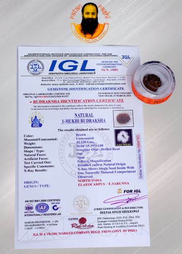 Brown Rudraksh 1 Mukhi - 02.238 Carat Weight - Origin - India