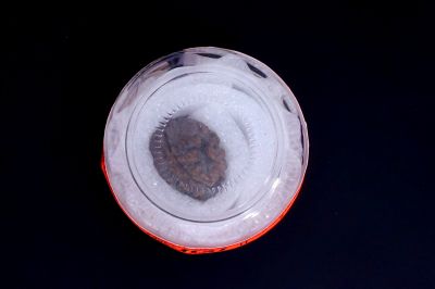 Brown Rudraksh 1 Mukhi - 02.104 Carat Weight - Origin - India