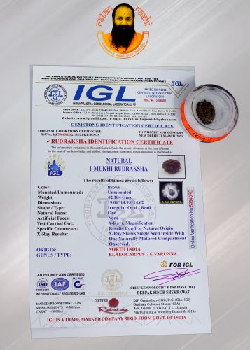 Brown Rudraksh 1 Mukhi - 02.104 Carat Weight - Origin - India