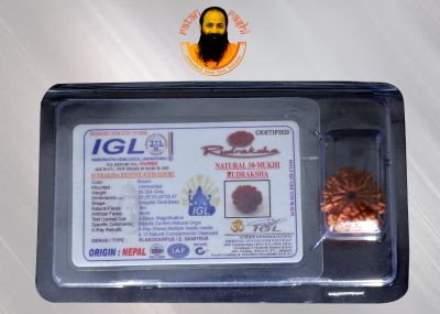 10 Mukhi Rudraksha - 05.324 Carat Weight - Origin - Nepal