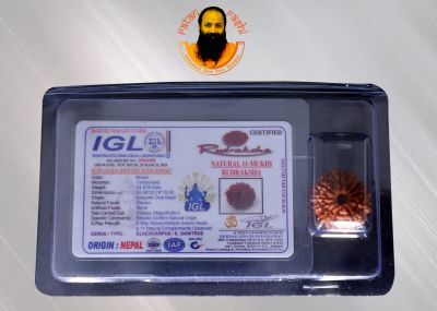 Rudraksha 10 Mukhi Brown - 04.078 Carat Weight - Origin - Nepal