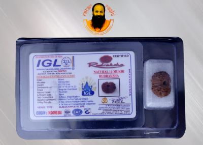 11 Mukhi Rudraksha - 02.370 Carat Weight - Origin - Nepal