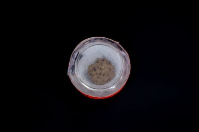 5 Mukhi Rudraksha - 02.682 Carat Weight - Origin - Nepal