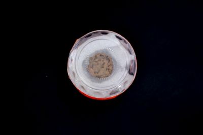 5 Mukhi Rudraksha - 02.130 Carat Weight - Origin - Nepal