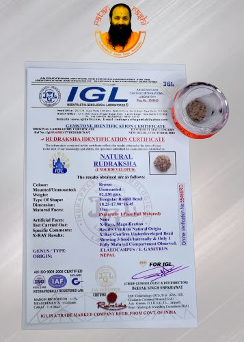 Natural 5 Mukhi Rudraksha - 02.465Carat Weight - Origin - Nepal