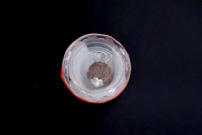 Rudraksha 5 Mukhi Brown - 03.670 Carat Weight - Origin - Nepal