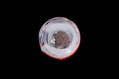 Natural 5 Mukhi Rudraksha - 02.877 Carat Weight - Origin - Nepal