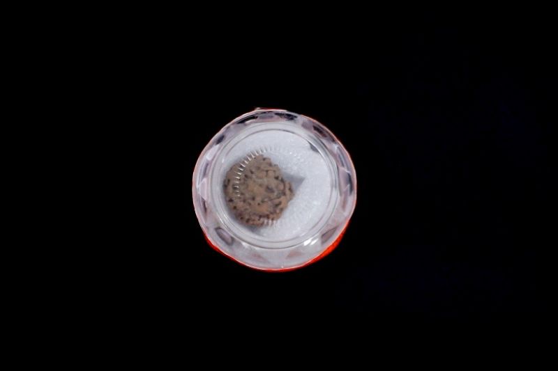 Natural 5 Mukhi Rudraksha - 04.046 Carat Weight - Origin - Nepal