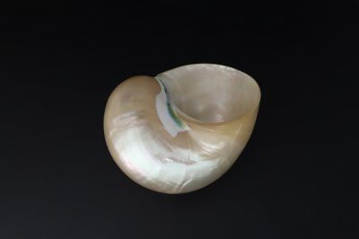 Golden Pearl Snail Shell