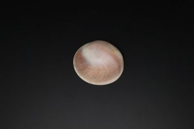 Small Natural Seashell (Kodi)