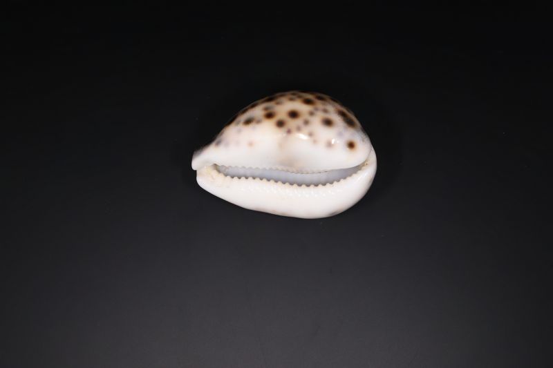 Lucky Natural Seashell (Kodi)