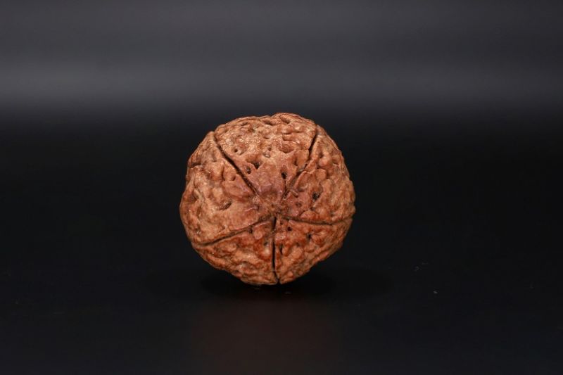 Natural 5 Mukhi Rudraksha Shanka- 28.88 Carat Weight - Origin - Nepal