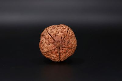 Natural 5 Mukhi Rudraksha Shanka- 28.88 Carat Weight - Origin - Nepal