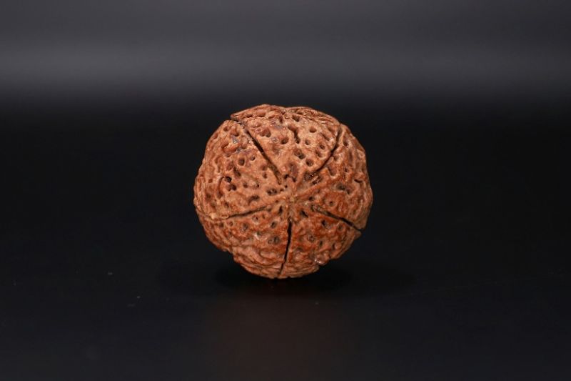 Natural 5 Mukhi Rudraksha Shanka- 28.88 Carat Weight - Origin - Nepal