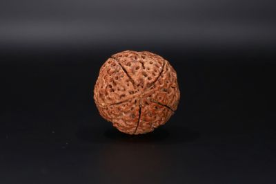 Natural 5 Mukhi Rudraksha Shanka- 28.88 Carat Weight - Origin - Nepal