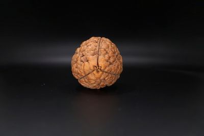 3 Mukhi Rudraksha - 55.33 MM Weight - Origin - India