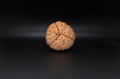 3 Mukhi Rudraksha - 55.33 MM Weight - Origin - India