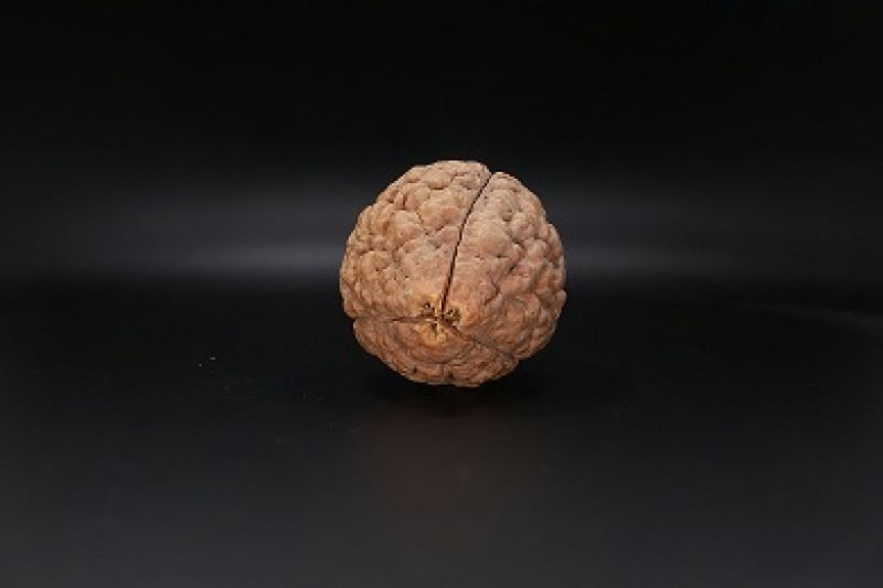 Rudraksha 3 Mukhi Rudraksha - 55.62 MM Weight - Origin - India