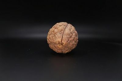 Rudraksha 3 Mukhi Rudraksha - 55.62 MM Weight - Origin - India