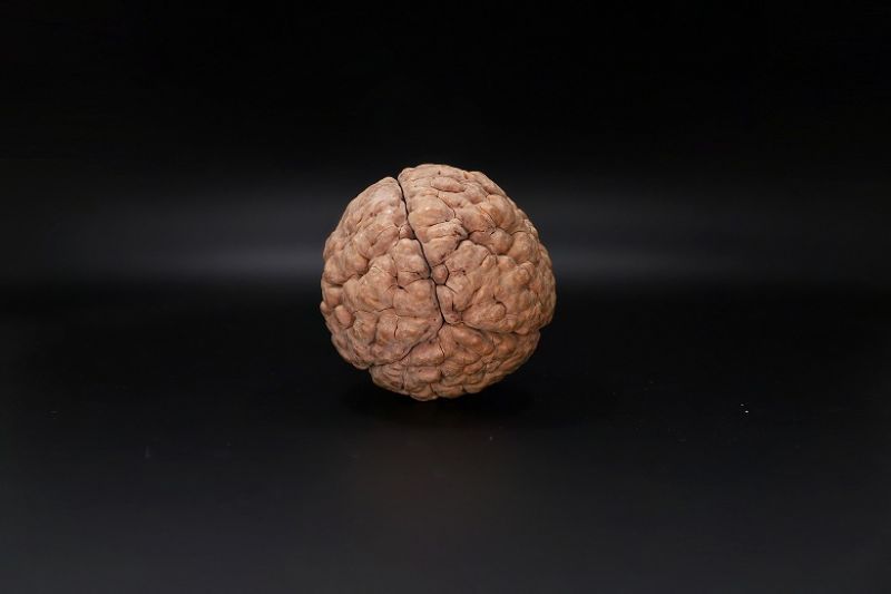 Rudraksha 3 Mukhi Rudraksha - 55.62 MM Weight - Origin - India